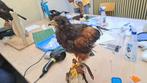 Dode/Overleden dieren gezocht voor taxidermie, Na 1 juli 2024