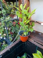 Citroen planten voor€ 2.00, Tuin en Terras, Planten | Fruitbomen, Ophalen, Minder dan 100 cm, Overige soorten, Zomer