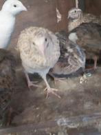 Gezonde jonge Japanse kwartels, Dieren en Toebehoren, Pluimvee, Geslacht onbekend, Overige soorten