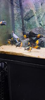 Tropheus Black Bemba Tanganyika, Dieren en Toebehoren, Vis