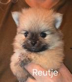 Pomeriaan puppy's pomeranian pups, Keeshond, Meerdere, Meerdere dieren, Nederland
