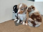 Australian Shepherd / Australische herder pups, Dieren en Toebehoren, Honden | Herdershonden en Veedrijvers, België, Particulier