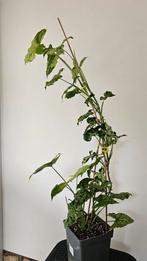 Syngonium Podophyllum 'New Dawn' Klimplant, Ophalen, 100 tot 150 cm, Overige soorten, Halfschaduw