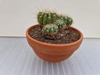 Cactus in schaal - notocactus, Huis en Inrichting, Cactus, Minder dan 100 cm, Volle zon, Ophalen
