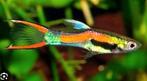 Black bar endler. Guppy. Guppie, Vis, Zoetwatervis, Schoolvis