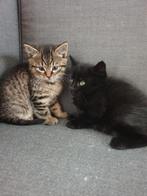 Hele aanhankelijke kittens,  halfras Britse Korthaar, Meerdere dieren, Kortharig, 0 tot 2 jaar