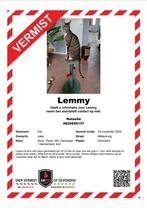 Vermist, Dieren en Toebehoren, Vermiste en Gevonden Dieren, Kat