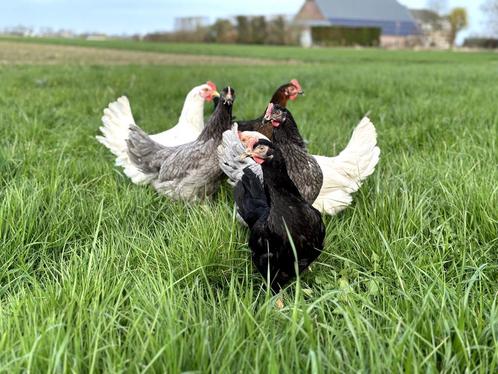Jonge tamme groenleggers kippen te koop gesekst en ingeënt, Dieren en Toebehoren, Pluimvee, Kip, Vrouwelijk