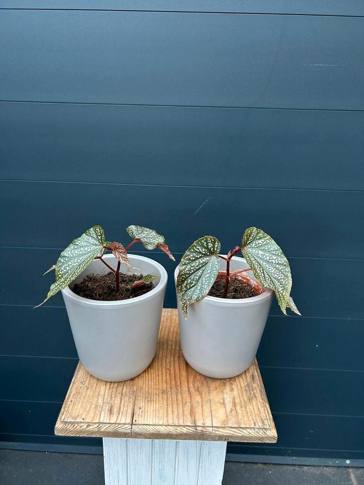 Begonia Maculata - Twee Stuks, Huis en Inrichting, Kamerplanten, Overige soorten, Minder dan 100 cm, Groene kamerplant, Halfschaduw