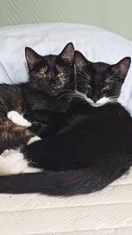 Wij zoeken liefdte vol thuis, Dieren en Toebehoren, Poes, Kortharig, 0 tot 2 jaar