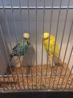 Engelse parkieten 3 koppels en 12 mannen, Dieren en Toebehoren, Vogels | Parkieten en Papegaaien, Meerdere dieren, Parkiet