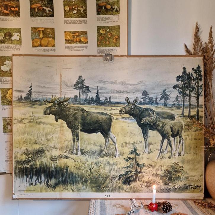 Antieke Zweedse Schoolplaat Eland, 1927 Nils Tirén, Antiek en Kunst, Antiek | Schoolplaten, Natuur en Biologie, Ophalen