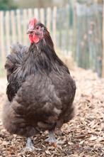 Mooie jonge chocolade bruine Orpington haan te koop, Mannelijk, Kip