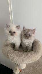 Britse korthaar kittens, Meerdere dieren, 0 tot 2 jaar, Ingeënt