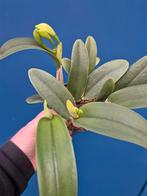 Orchidee Cattleya Rita p12 (3), Huis en Inrichting, Kamerplanten, Ophalen of Verzenden, Halfschaduw, Minder dan 100 cm