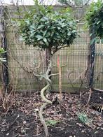 Mooie Laurus Nobilis met getorste stam, Tuin en Terras, Planten | Bomen, Bloeit niet, 100 tot 250 cm, Volle zon, In pot