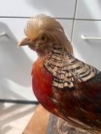 Opgezette Chinese Goudfazant - Antiek Decoratie, Ophalen, Zo goed als nieuw, Vogel, Opgezet dier