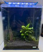 Dennerle aquarium, Ophalen, Zo goed als nieuw, Gevuld zoetwateraquarium