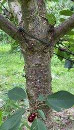 Kersenbomen laagstam, Tuin en Terras, Planten | Bomen, Ophalen, Volle zon, Overige soorten