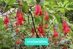 Fuchsia Boliviana boomfuchsia eetbaar, Overige soorten, Vaste plant, Ophalen of Verzenden, Halfschaduw