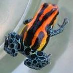 Ranitomeya amazonica 'Iquitos red', ruim 400 terraria, Dieren en Toebehoren, Reptielen en Amfibieën, 0 tot 2 jaar