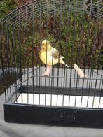 Te koop fife fancy man 2025, Dieren en Toebehoren, Vogels | Kanaries, Mannelijk, Postuurkanarie