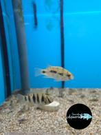 Anomalochromis thomasi, Vis, Zoetwatervis