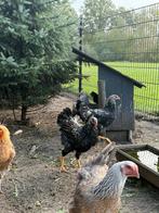 Twentse grijze x barnervelder haan (jong), Dieren en Toebehoren, Pluimvee