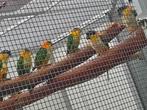Geeldij-roestkop-caique/papegaai., Mannelijk, Papegaai, Geringd