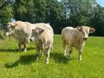 Charolais stamboek dekstier ( topafstamming), Dieren en Toebehoren, Runderen, Mannelijk