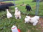 Te koop 1_3 zijdehoen, Dieren en Toebehoren, Pluimvee, Kip