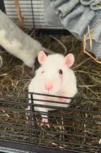 Heeeel schattig rattje, Dieren en Toebehoren, Knaagdieren, Rat, Mannelijk, Mei, Tam