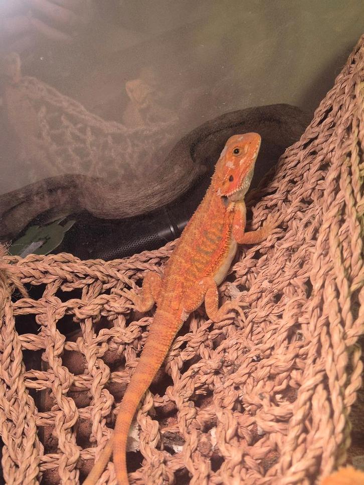 Baardagaam hypo red (man)