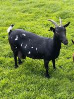 Mooie zwartbonte dwerggeit, Vrouwelijk, Geit, 3 tot 5 jaar