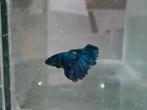 Betta splendens super delta kempvis man, Vis, Zoetwatervis
