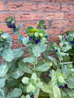 Zaden Cerinthe major purpurascens, Ophalen of Verzenden, Voorjaar, Volle zon, Zaad