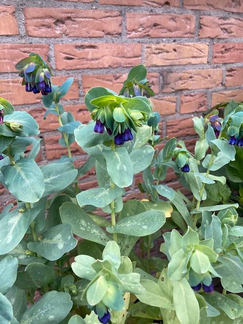 Zaden Cerinthe major purpurascens, Tuin en Terras, Bloembollen en Zaden, Zaad, Voorjaar, Volle zon, Ophalen of Verzenden
