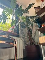 Grote Monstera Deliciosa, Ophalen, Overige soorten, Minder dan 100 cm