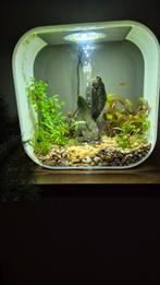 Biorp aquarium, Dieren en Toebehoren, Vis