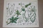 Antieke botanische kleurenlitho - Oa Fonteinkruid - 1862 !!, Ophalen of Verzenden