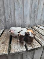 Cavia's, Dieren en Toebehoren, Knaagdieren, Meerdere dieren, Cavia, Na 1 juli 2024