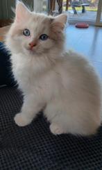 Ragdoll kittens, Dieren en Toebehoren, Meerdere dieren, Gechipt, 0 tot 2 jaar