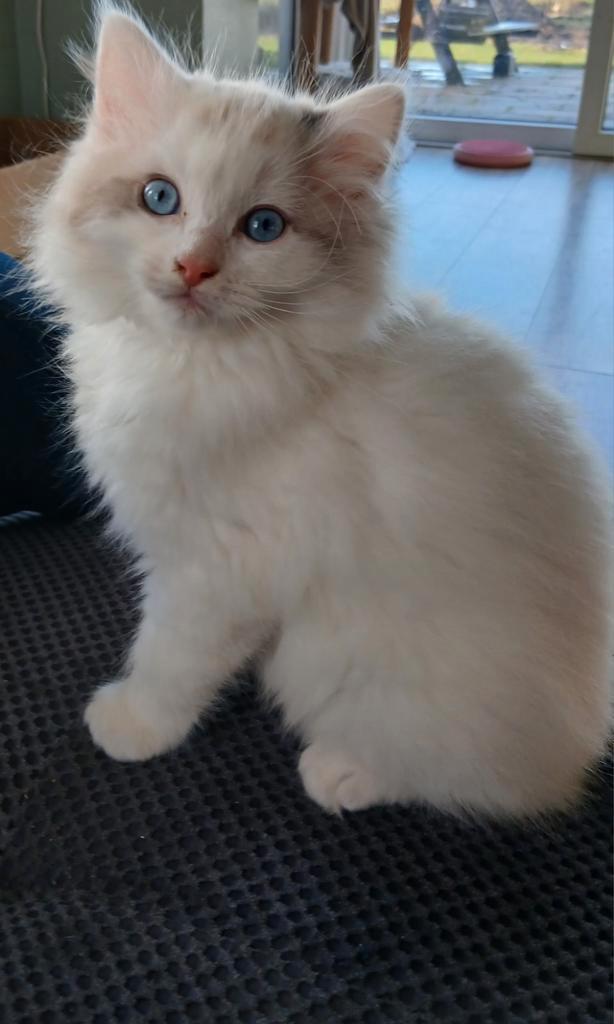 Ragdoll kittens, Dieren en Toebehoren, Katten en Kittens | Raskatten | Langhaar, Meerdere dieren, 0 tot 2 jaar, Gechipt, Ontwormd