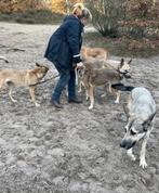 Samen wandelen?, Dieren en Toebehoren, Overige Dieren, Meerdere dieren