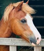 Leuke Welsh A pony te koop, Dieren en Toebehoren, Ruin, Recreatiepony