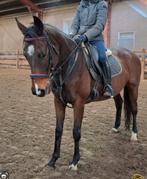 Topbrave 5,5 jr familie-manege-sport 1,64, Dieren en Toebehoren, Paarden, B, Gechipt, Ruin, 3 tot 6 jaar