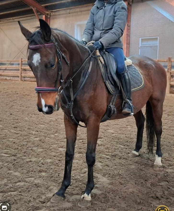 Topbrave 5,5 jr familie-manege-sport 1,64, Dieren en Toebehoren, Paarden, Ruin, B, 160 tot 165 cm, 3 tot 6 jaar, Recreatiepaard