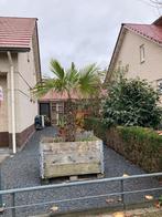 Palm in steiger houten kist, Tuin en Terras, Planten | Bomen, Ophalen of Verzenden, Halfschaduw, Palmboom, 100 tot 250 cm