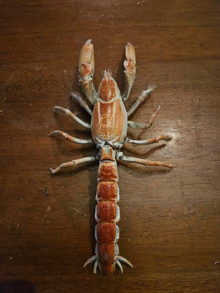 Opgezette mangrovekrab / modderkrab, Verzamelen, Dierenverzamelingen, Zo goed als nieuw, Opgezet dier, Ophalen of Verzenden