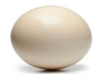 Verse struisvogel eieren (onbevrucht), Nieuw, Ophalen
